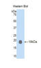 Growth Differentiation Factor 1 antibody, LS-C301181, Lifespan Biosciences, Western Blot image 