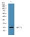 Leukocyte cell-derived chemotaxin-2 antibody, A05938, Boster Biological Technology, Western Blot image 