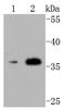 CD40 Ligand antibody, A01114, Boster Biological Technology, Western Blot image 