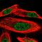 WD Repeat Domain 25 antibody, HPA003113, Atlas Antibodies, Immunofluorescence image 