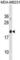 Galectin 7B antibody, abx031149, Abbexa, Western Blot image 