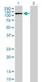 Solute Carrier Family 4 Member 1 Adaptor Protein antibody, H00022950-B01P, Novus Biologicals, Western Blot image 