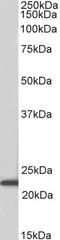 Achaete-Scute Family BHLH Transcription Factor 3 antibody, LS-B8350, Lifespan Biosciences, Western Blot image 