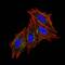 CD63 Molecule antibody, GTX34540, GeneTex, Immunofluorescence image 