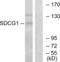 Nuclear Export Mediator Factor antibody, abx013308, Abbexa, Western Blot image 