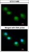 Ubiquilin-1 antibody, GTX111485, GeneTex, Immunofluorescence image 