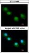 Ubiquilin 1 antibody, GTX111485, GeneTex, Immunofluorescence image 