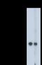 Enolase 2 antibody, NBP2-50532, Novus Biologicals, Western Blot image 