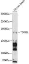 Tonsoku Like, DNA Repair Protein antibody, 14-758, ProSci, Western Blot image 