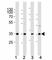 Cyclin D3 antibody, F53065-0.4ML, NSJ Bioreagents, Western Blot image 