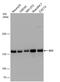 Stromal Antigen 2 antibody, PA5-78339, Invitrogen Antibodies, Western Blot image 