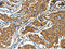 BCL2 Associated Athanogene 3 antibody, CSB-PA245428, Cusabio, Immunohistochemistry frozen image 