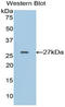 Ephrin A4 antibody, LS-C293766, Lifespan Biosciences, Western Blot image 