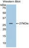 Ephrin-A4 antibody, LS-C293766, Lifespan Biosciences, Western Blot image 