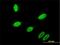 Gastrulation Brain Homeobox 2 antibody, H00002637-M01, Novus Biologicals, Immunocytochemistry image 