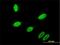 Gastrulation and brain-specific homeobox protein 2 antibody, H00002637-M01, Novus Biologicals, Immunocytochemistry image 