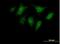 ELMO Domain Containing 3 antibody, H00084173-B01P, Novus Biologicals, Immunofluorescence image 