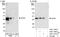 Quiescin Sulfhydryl Oxidase 1 antibody, A301-739A, Bethyl Labs, Immunoprecipitation image 