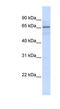 Zinc Finger Protein 256 antibody, NBP1-79233, Novus Biologicals, Western Blot image 