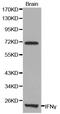 Interferon Gamma antibody, MBS2518433, MyBioSource, Western Blot image 