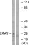 ES Cell Expressed Ras antibody, abx014507, Abbexa, Western Blot image 