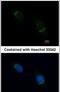 Nucleobindin-1 antibody, PA5-30107, Invitrogen Antibodies, Immunofluorescence image 