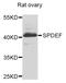 SAM Pointed Domain Containing ETS Transcription Factor antibody, orb373468, Biorbyt, Western Blot image 