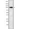 Chondroitin Polymerizing Factor 2 antibody, PA5-68144, Invitrogen Antibodies, Western Blot image 