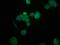 Hepatic And Glial Cell Adhesion Molecule antibody, orb416787, Biorbyt, Immunofluorescence image 