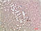 Transthyretin antibody, STJ98880, St John