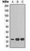 RAD51 Paralog D antibody, orb315677, Biorbyt, Western Blot image 