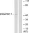 Presenilin 1 antibody, abx013181, Abbexa, Western Blot image 