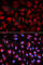Polo Like Kinase 1 antibody, A2548, ABclonal Technology, Immunofluorescence image 