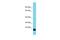 Glutathione Peroxidase 7 antibody, PA5-70095, Invitrogen Antibodies, Western Blot image 