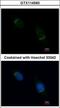 Nucleobindin 1 antibody, GTX114593, GeneTex, Immunocytochemistry image 