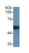 Cytochrome P450 Family 2 Subfamily D Member 6 antibody, LS-C297119, Lifespan Biosciences, Western Blot image 