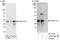 Family With Sequence Similarity 177 Member A1 antibody, A303-366A, Bethyl Labs, Western Blot image 