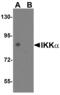 Component Of Inhibitor Of Nuclear Factor Kappa B Kinase Complex antibody, 2117, QED Bioscience, Western Blot image 