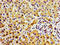 TAO Kinase 2 antibody, LS-C674207, Lifespan Biosciences, Immunohistochemistry paraffin image 