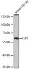 Elongator Acetyltransferase Complex Subunit 3 antibody, 23-954, ProSci, Western Blot image 