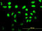 A-Kinase Anchoring Protein 17A antibody, LS-C133543, Lifespan Biosciences, Immunofluorescence image 