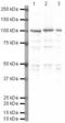 Discs Large MAGUK Scaffold Protein 4 antibody, PA5-19478, Invitrogen Antibodies, Western Blot image 