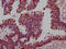 Structural Maintenance Of Chromosomes 1A antibody, CSB-RA149196A0HU, Cusabio, Immunohistochemistry paraffin image 
