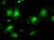 Interleukin Enhancer Binding Factor 2 antibody, M04443, Boster Biological Technology, Immunofluorescence image 