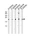 Solute Carrier Family 29 Member 1 (Augustine Blood Group) antibody, LS-B3385, Lifespan Biosciences, Western Blot image 