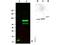 SPANX Family Member C antibody, TA319498, Origene, Western Blot image 