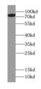 Ephrin A4 antibody, FNab02809, FineTest, Western Blot image 