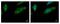 Calcium Binding And Coiled-Coil Domain 1 antibody, NBP1-32154, Novus Biologicals, Immunofluorescence image 