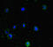 Protein Phosphatase, Mg2+/Mn2+ Dependent 1H antibody, CSB-PA892345LA01HU, Cusabio, Immunofluorescence image 