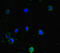 PPM1H antibody, CSB-PA892345LA01HU, Cusabio, Immunofluorescence image 